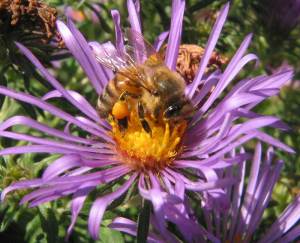 bee-aster